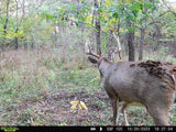 Dominant Scrape
