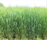 RC Big Rock Switchgrass Food Plot Seed