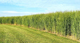 RC Big Rock Switchgrass Seed (Panicum virgatum)