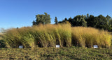 RC Sundance Switchgrass