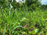 Overhaul™ Food Plot Seed