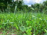 Overhaul™ Food Plot Seed