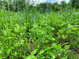 Overhaul™ Food Plot Seed