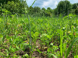 Overhaul™ Food Plot Seed