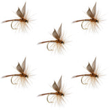 Red Quill Classic Dry Fly - 6 Flies Size 14