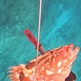 4" FREEDIVING KNIFE