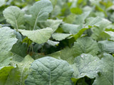Smack Down™ Food Plot Seed