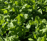 BIG TINE LOCK DOWN