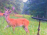 Buck Weed ... Deer Love it!