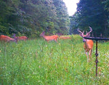 Buck Weed ... Deer Love it!