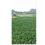 Xtream Perennial