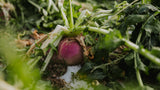 BIG TINE ADVANTAGE TURNIPS
