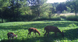 Northern Premium Mix Food Plot Seed