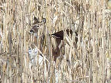Glyphosate Tolerant Wildlife Seed Corn