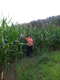 Glyphosate Tolerant Wildlife Seed Corn