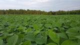 MonsterBuck Food Plot Soybeans | Roundup Ready