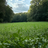 Shady Patch: Best Food Plot Seeds for Deer – No-Till Blend