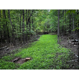 Shady Patch: Best Food Plot Seeds for Deer – No-Till Blend