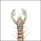 BIGG Mouth Fishing 4" Craw 5pk