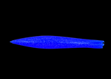 Mancha Squid 18"