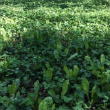 Clover + Chicory Food Plot Seed