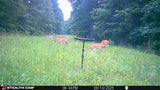 Buck Weed ... Deer Love it!