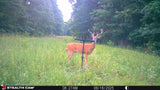 Buck Weed ... Deer Love it!
