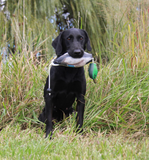 HuntEmUp Ultimate Mallard Training Bundle – Dead Fowl Mallard Dummy with Waterfowl Scent