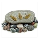 Death Roe Sinister Stone Bug 10pk
