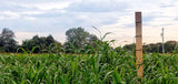 Incognito™ Food Plot Seed