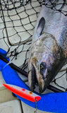 NEW RELEASE BAD BLOOD GLOW UV! Ice Strong Outdoors - Killer Fish - Rattling TROLLING PLUG UV - CUSTOMS! DESIGN YOUR OWN!