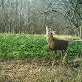 Brassica Food Plot Seed Mix